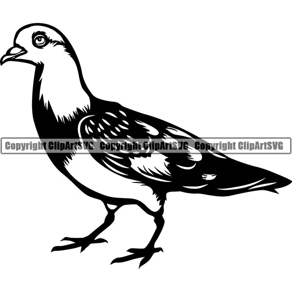 Pigeon Animal ClipArt SVG