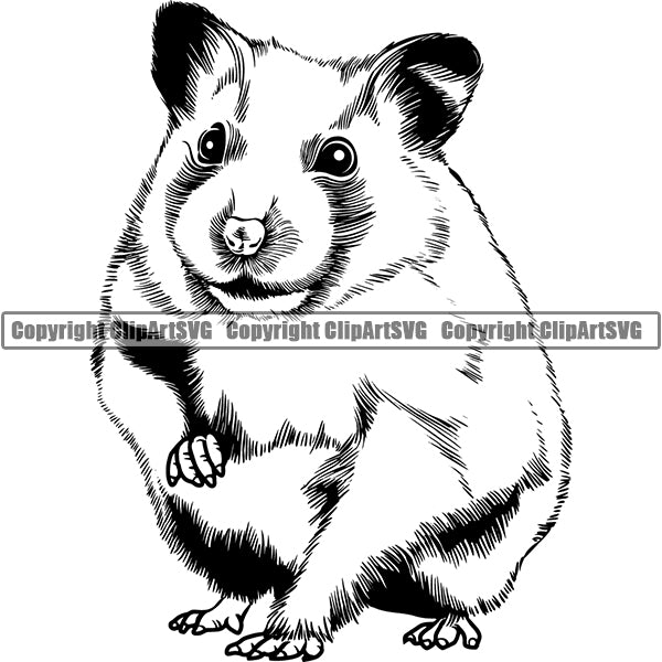 Hamster Animal ClipArt SVG