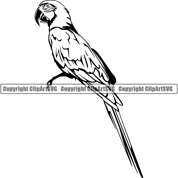 Parrot Animal ClipArt SVG