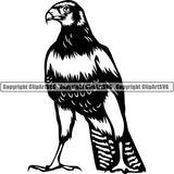 Hawk Animal ClipArt SVG