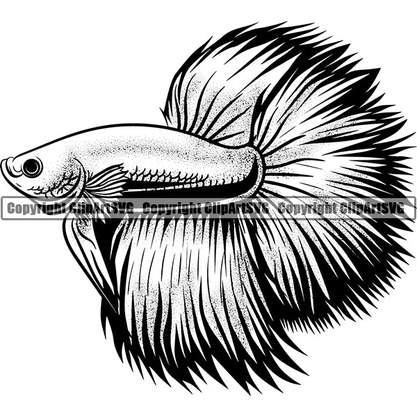 Beta Fish Animal ClipArt SVG