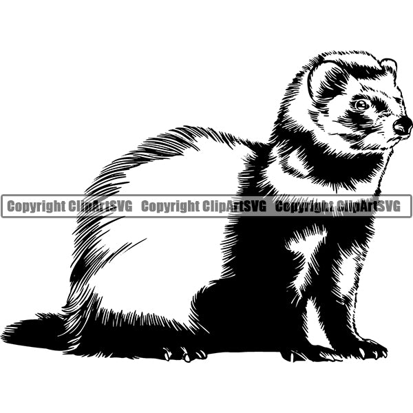Ferret Animal ClipArt SVG