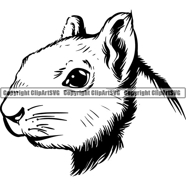 Squirrel Animal ClipArt SVG