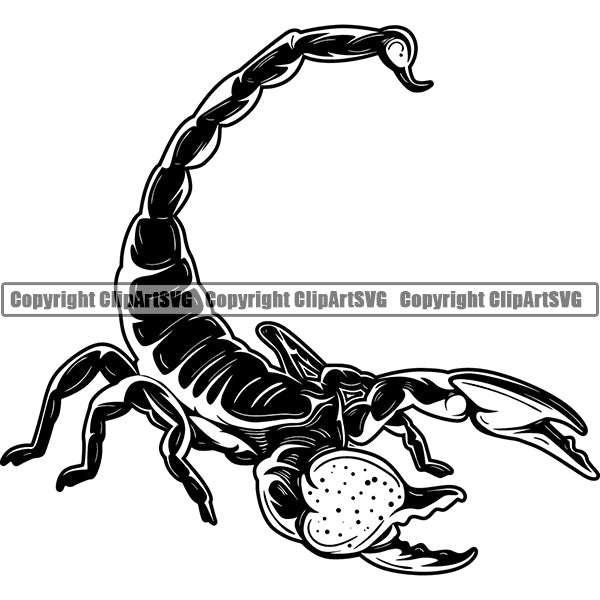 Scorpion Animal ClipArt SVG