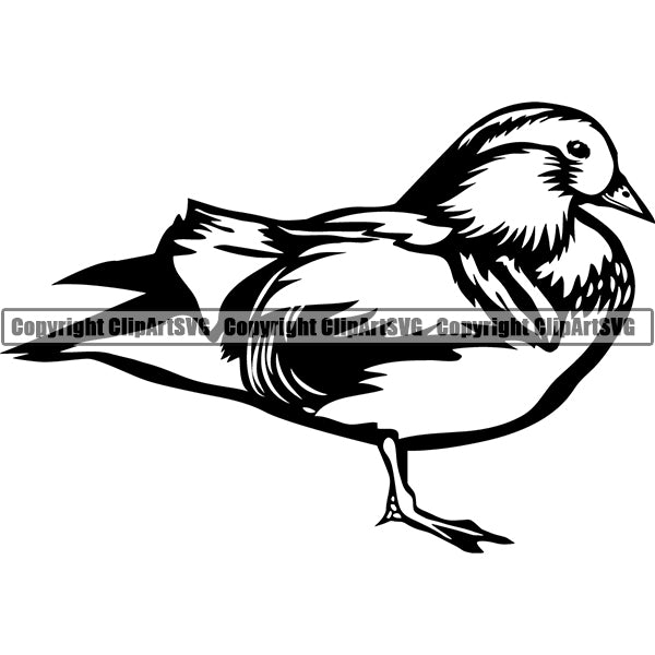 Duck Mandarin Animal ClipArt SVG