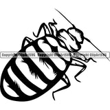Bed Bug Animal ClipArt SVG
