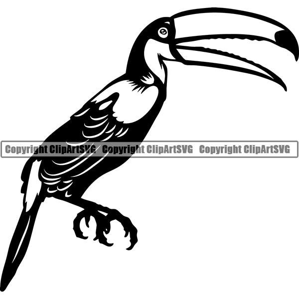 Toucan Animal ClipArt SVG