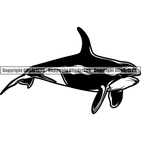 Whale Killer Animal ClipArt SVG