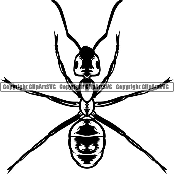 Ant Animal ClipArt SVG
