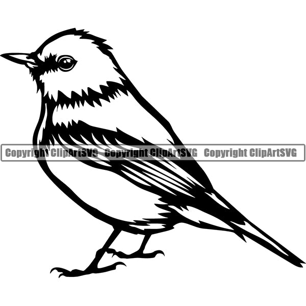 Bluebird Animal ClipArt SVG