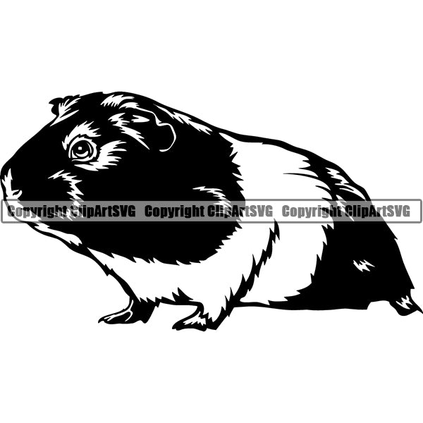 Guinea Pig Animal ClipArt SVG