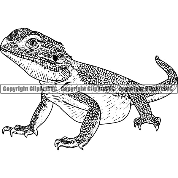 Iguana Animal ClipArt SVG