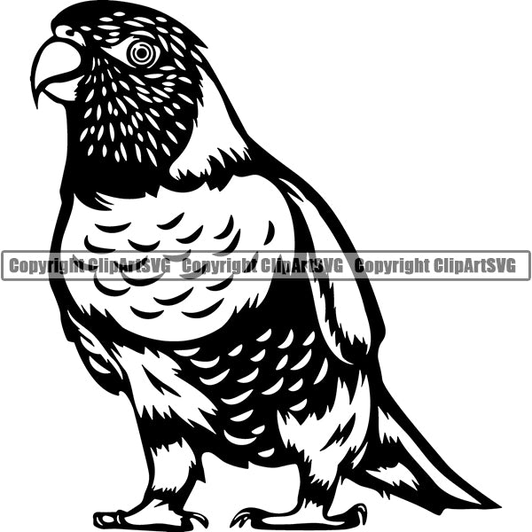 Rainbow Lorikeet Animal ClipArt SVG