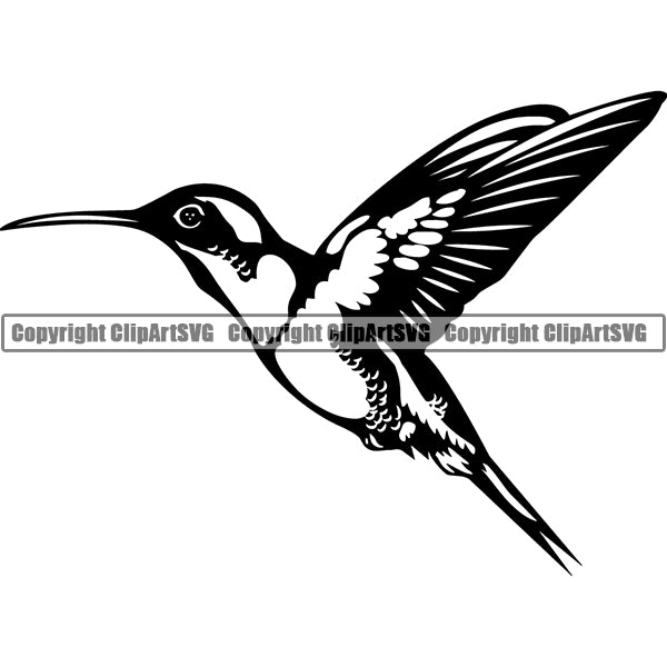 Hummingbird Animal ClipArt SVG