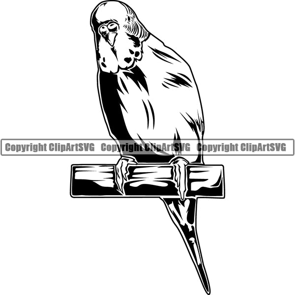 Parakeet Animal ClipArt SVG