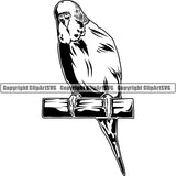 Parakeet Animal ClipArt SVG