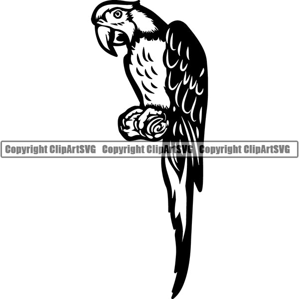 Parrot Animal ClipArt SVG