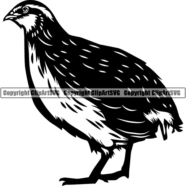 Quail Animal ClipArt SVG