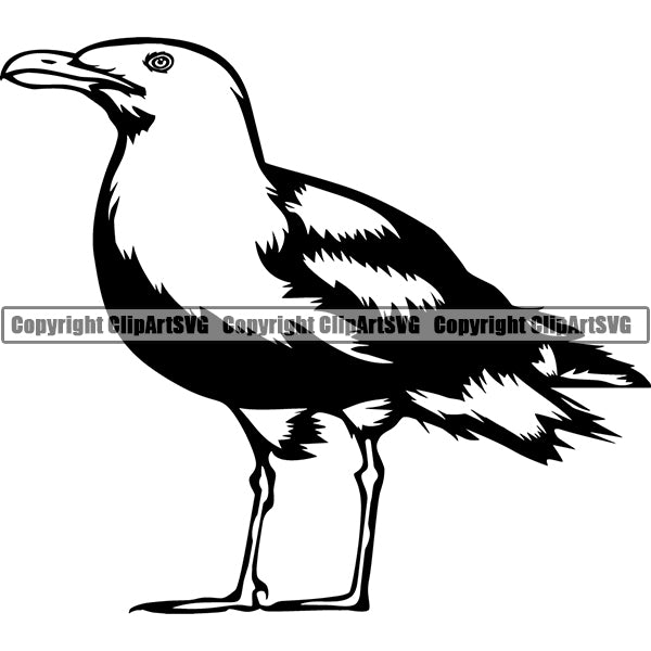Seagull Animal ClipArt SVG