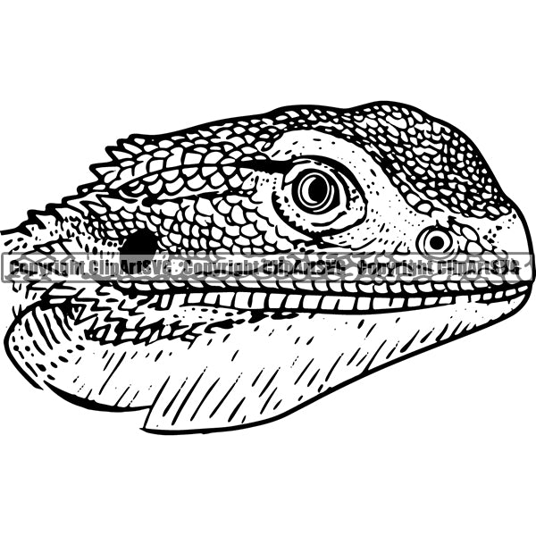 Iguana Animal ClipArt SVG