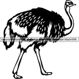 Ostrich Animal ClipArt SVG