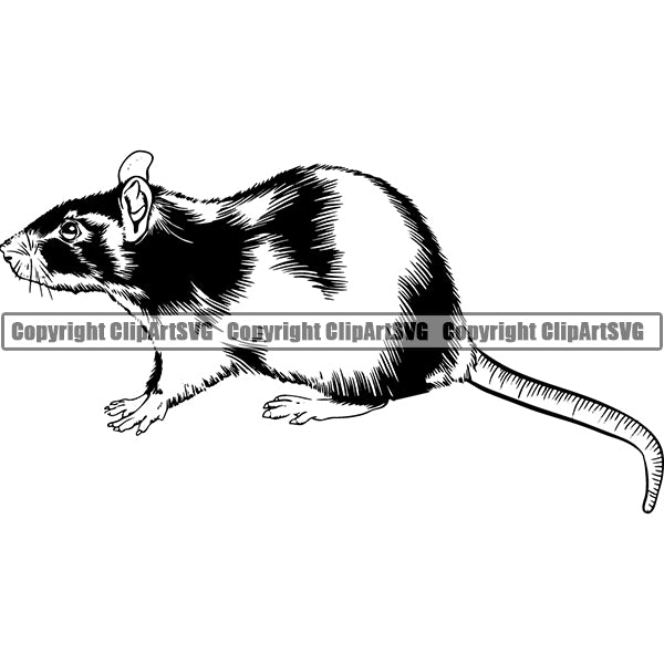 Rat Animal ClipArt SVG
