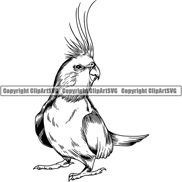 Cockatiel 6tg7y ClipArt SVG File