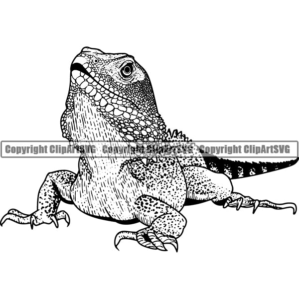 Iguana Animal ClipArt SVG