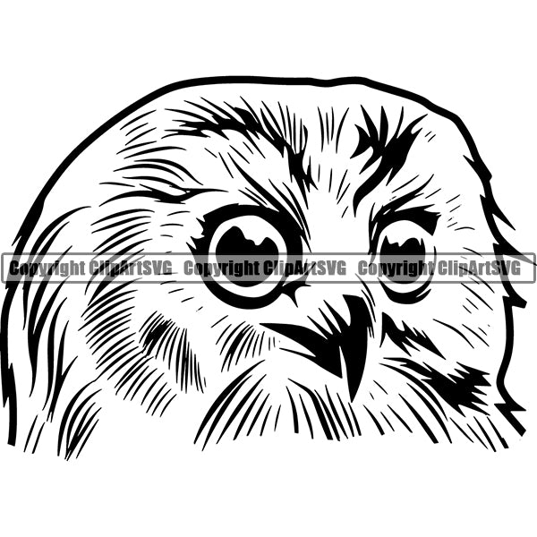 Owl Animal ClipArt SVG