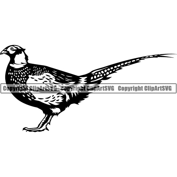 Pheasant Animal ClipArt SVG