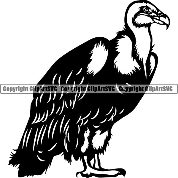 Volture Animal ClipArt SVG
