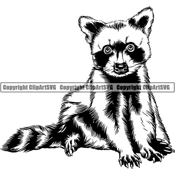 Raccoon Animal ClipArt SVG