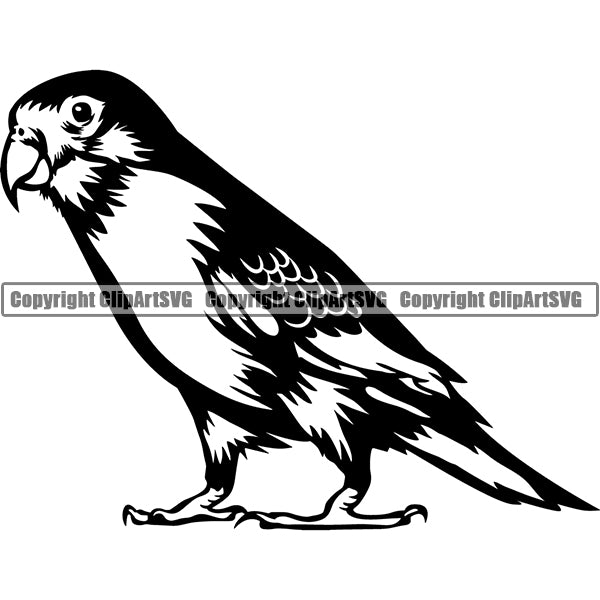 Parakeet Animal ClipArt SVG