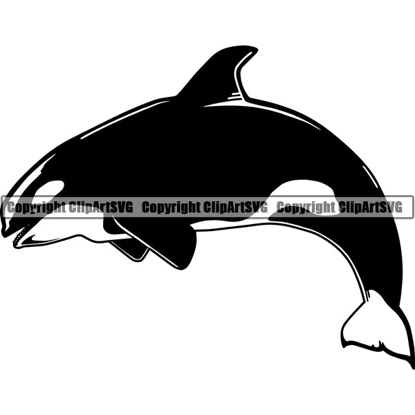 Whale Animal ClipArt SVG