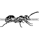 Ant Insect Animal ClipArt SVG