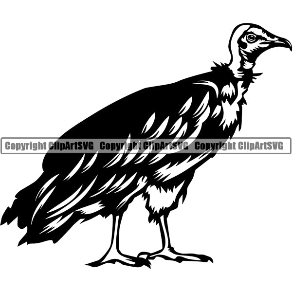 Volture Animal ClipArt SVG