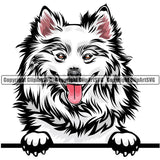 American Eskimo Dog Breed Peeking Color ClipArt SVG