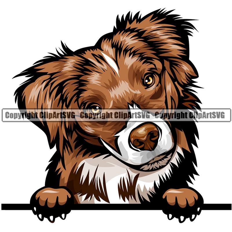 Australian Shepherd Dog Breed Peeking Color ClipArt SVG