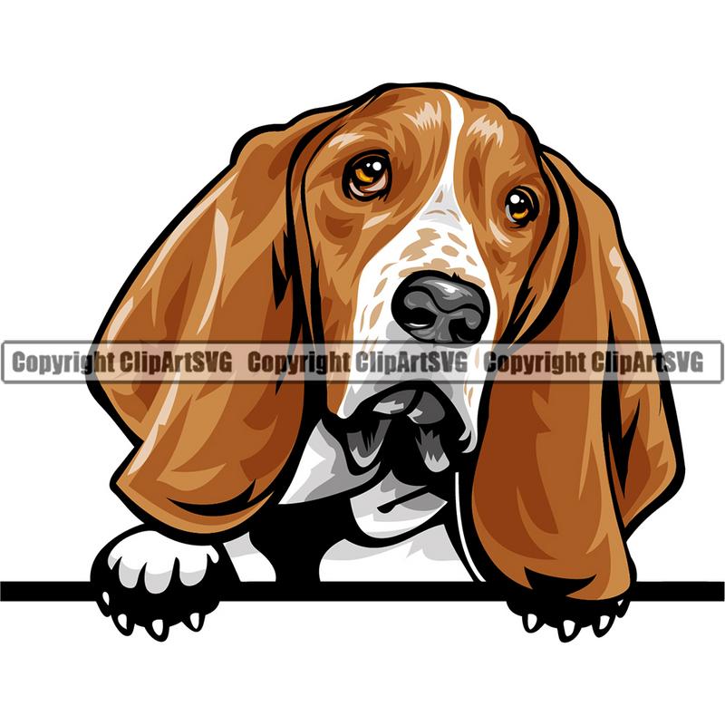 Basset Hound Dog Breed Peeking Color ClipArt SVG