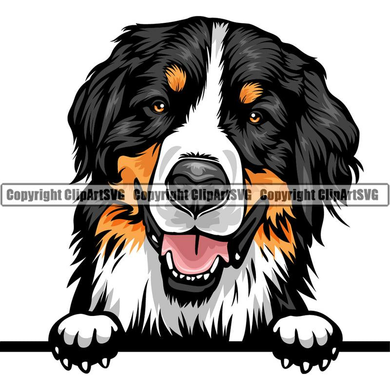 Bernese Mountain Dog Breed Peeking Color ClipArt SVG