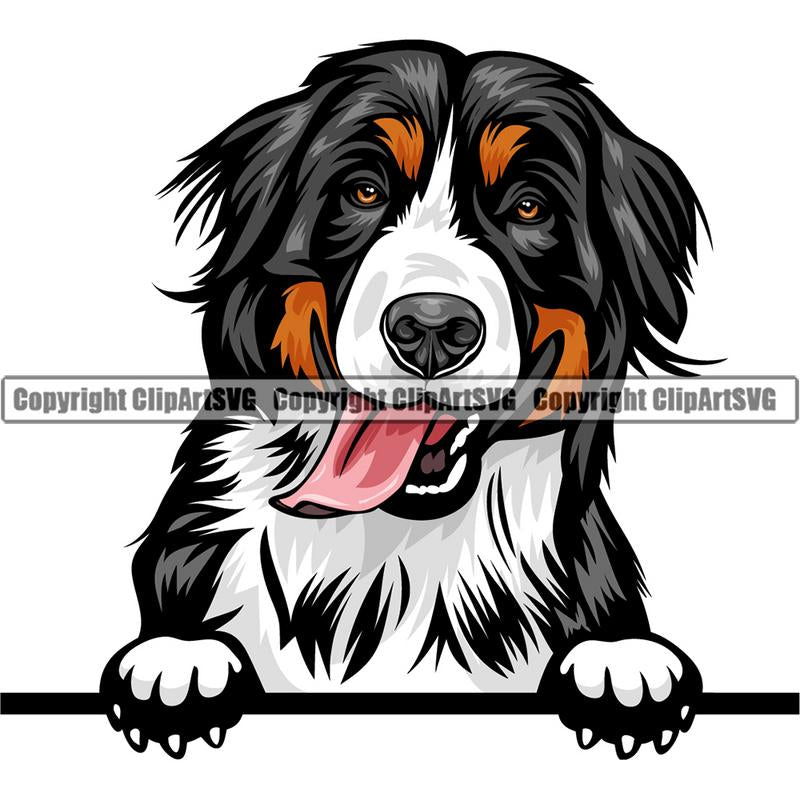 Bernese Mountain Dog Breed Peeking Color ClipArt SVG