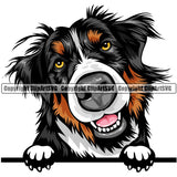 Bernese Mountain Dog Breed Peeking Color ClipArt SVG