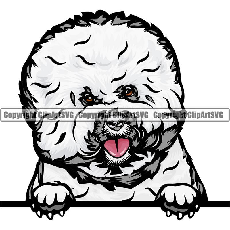 Bichon Frise Dog Breed Peeking Color ClipArt SVG