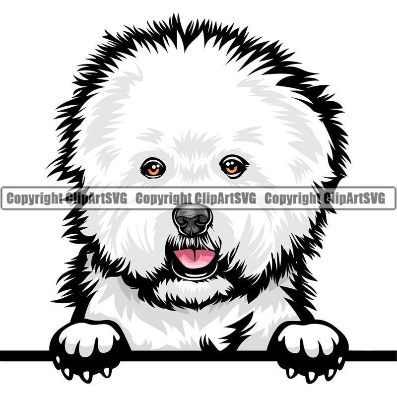 Bichon Frise Dog Breed Peeking Color ClipArt SVG