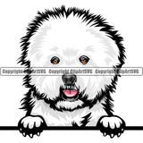 Bichon Frise Dog Breed Peeking Color ClipArt SVG