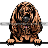 Bloodhound Dog Breed Peeking Color ClipArt SVG