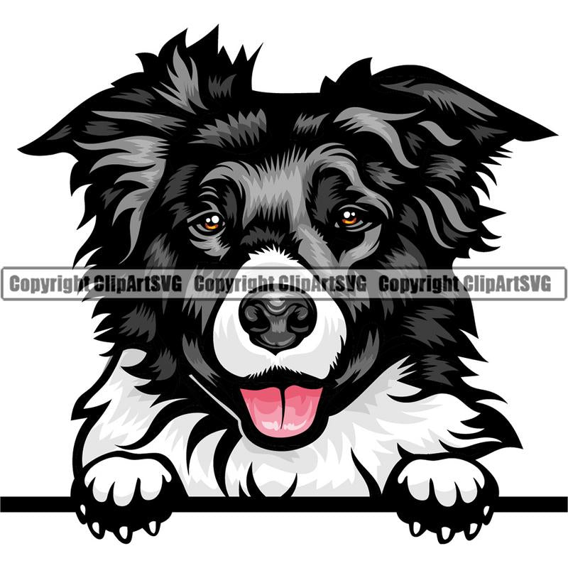 Border Collie Dog Breed Peeking Color ClipArt SVG