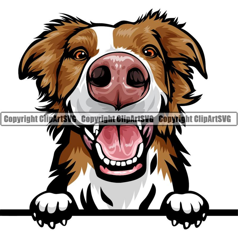 Border Collie Dog Breed Peeking Color ClipArt SVG