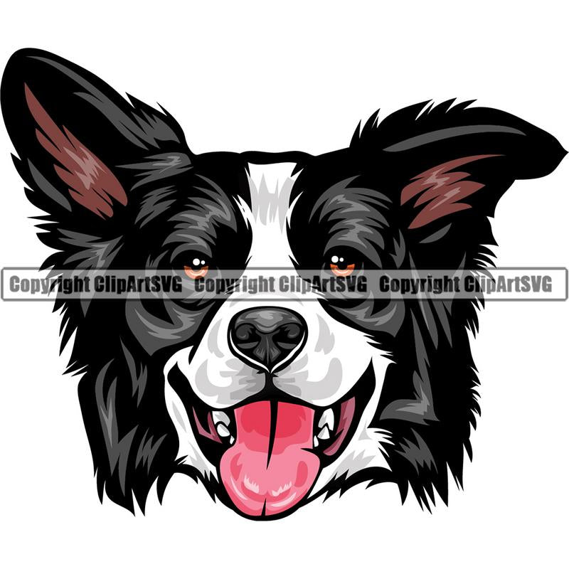 Border Collie Dog Breed Head Color ClipArt SVG