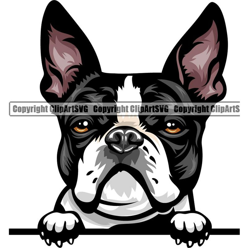Boston Terrier Dog Breed Peeking Color ClipArt SVG